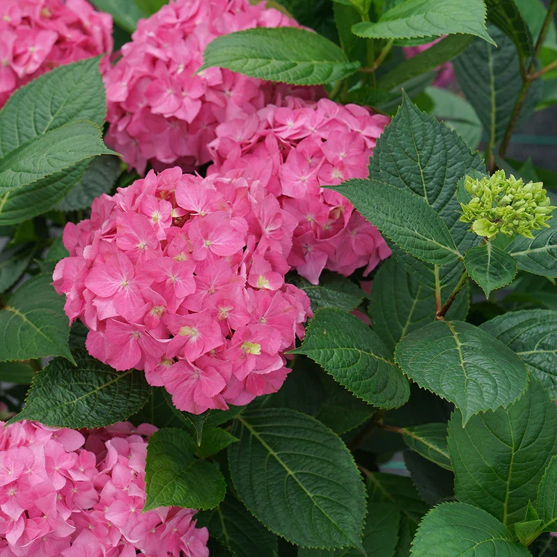 create instant curb appeal with fast growing plants