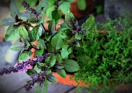 herb gardens that do more: cooking, Pollinators, and wellness
