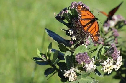 Milkweed, Monarchs, and more: How to support butterflies in your backyard