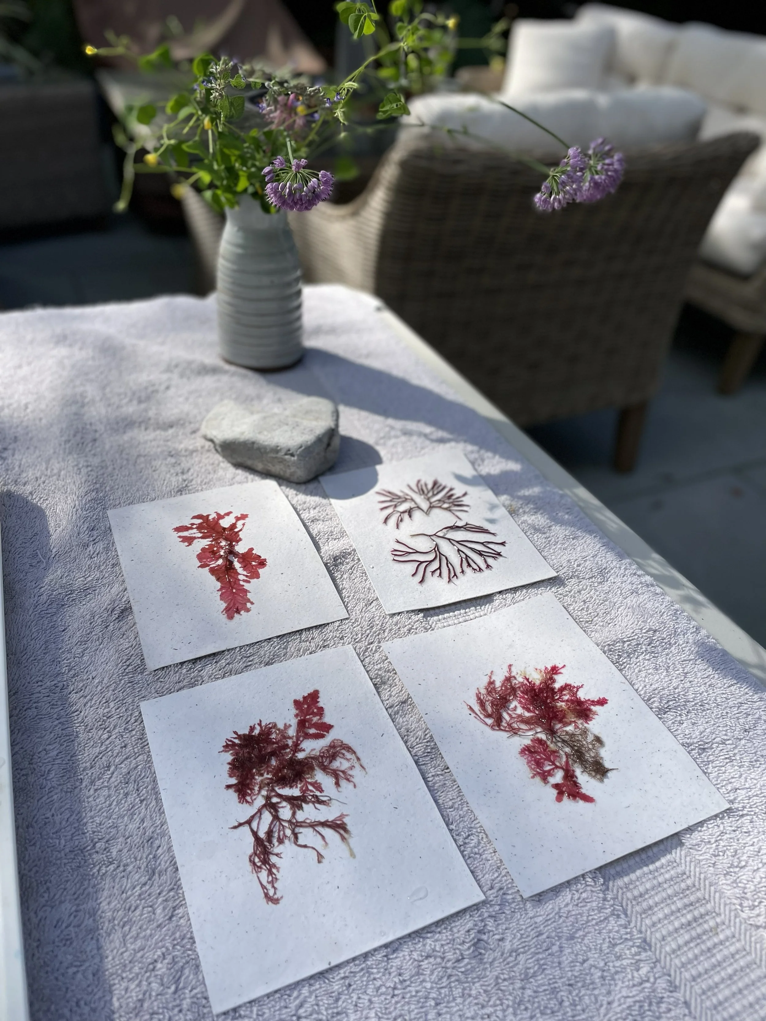 Press and Sip- Seaweed Pressing Workshop