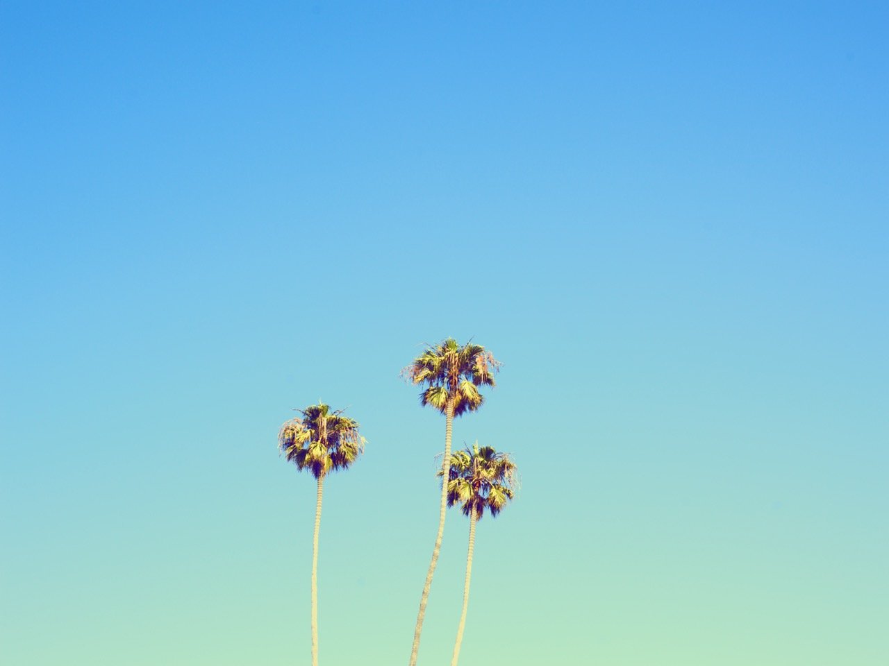 PT-SK-CO palm Tree Sky Large.jpeg