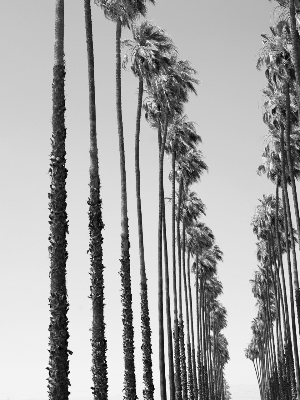 PT-NA-BW Palm tree narrow v3 Large.jpeg