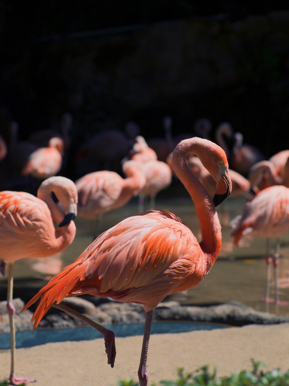 ZO-FL-CO Zoo Flamingo Large.jpeg