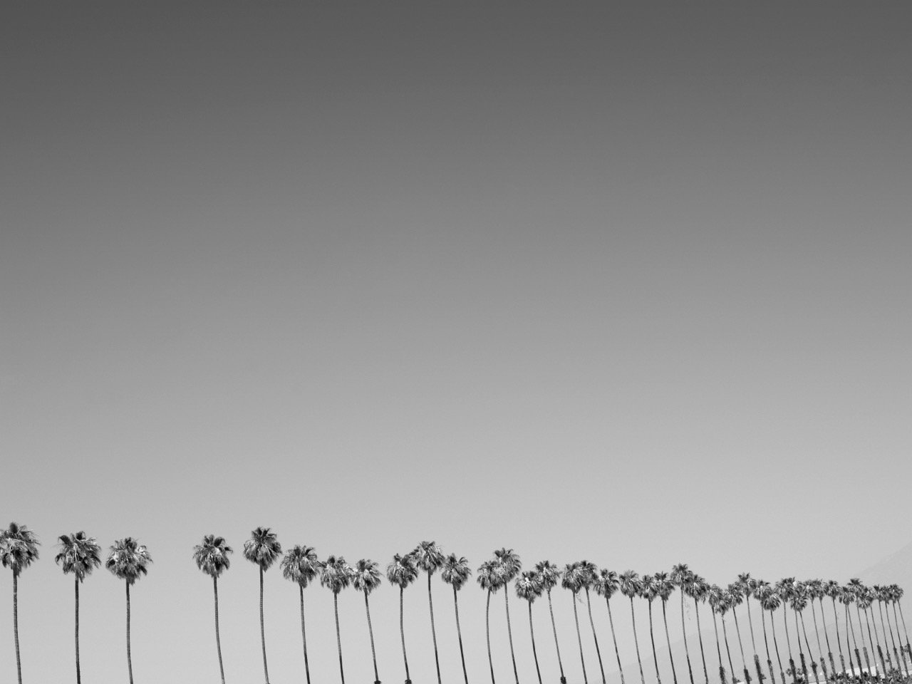 PT-SL-BW Palm Tree Skyline Large.jpeg
