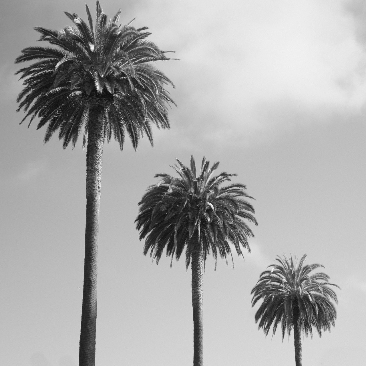 PT-TH-BW palm Tree 3 Large.jpeg