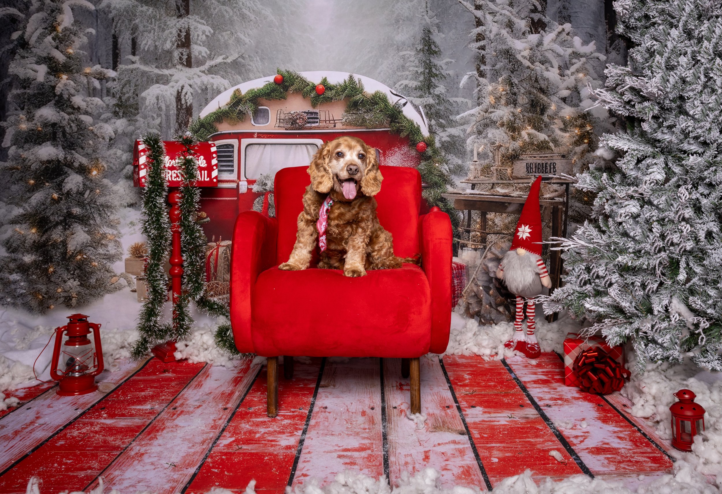 Fotos Navideñas - Mascotas 2023
