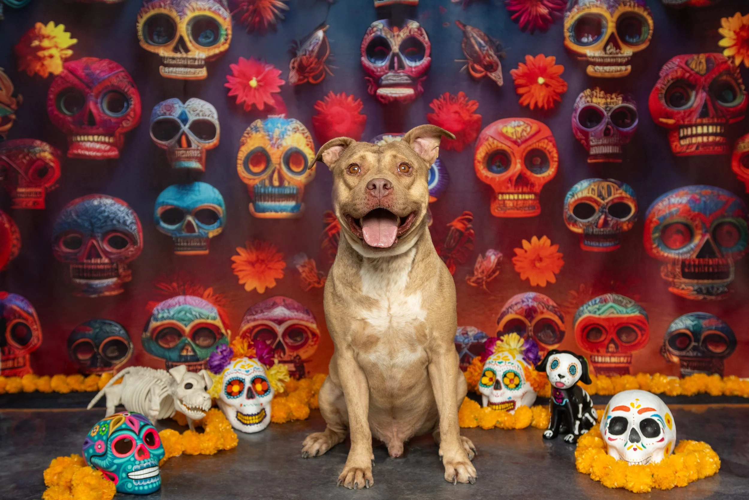 Adopta a Rielito, macho, 3 años (11.10.2024)