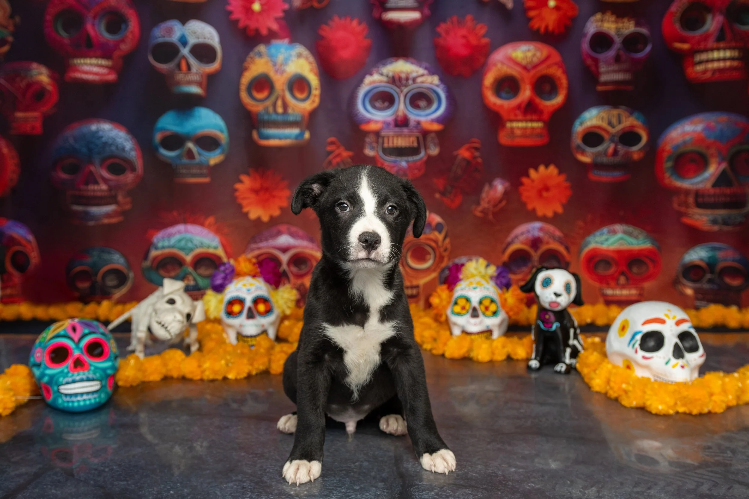 Adopta a Tiger, macho, 3 meses (11.10.2024)