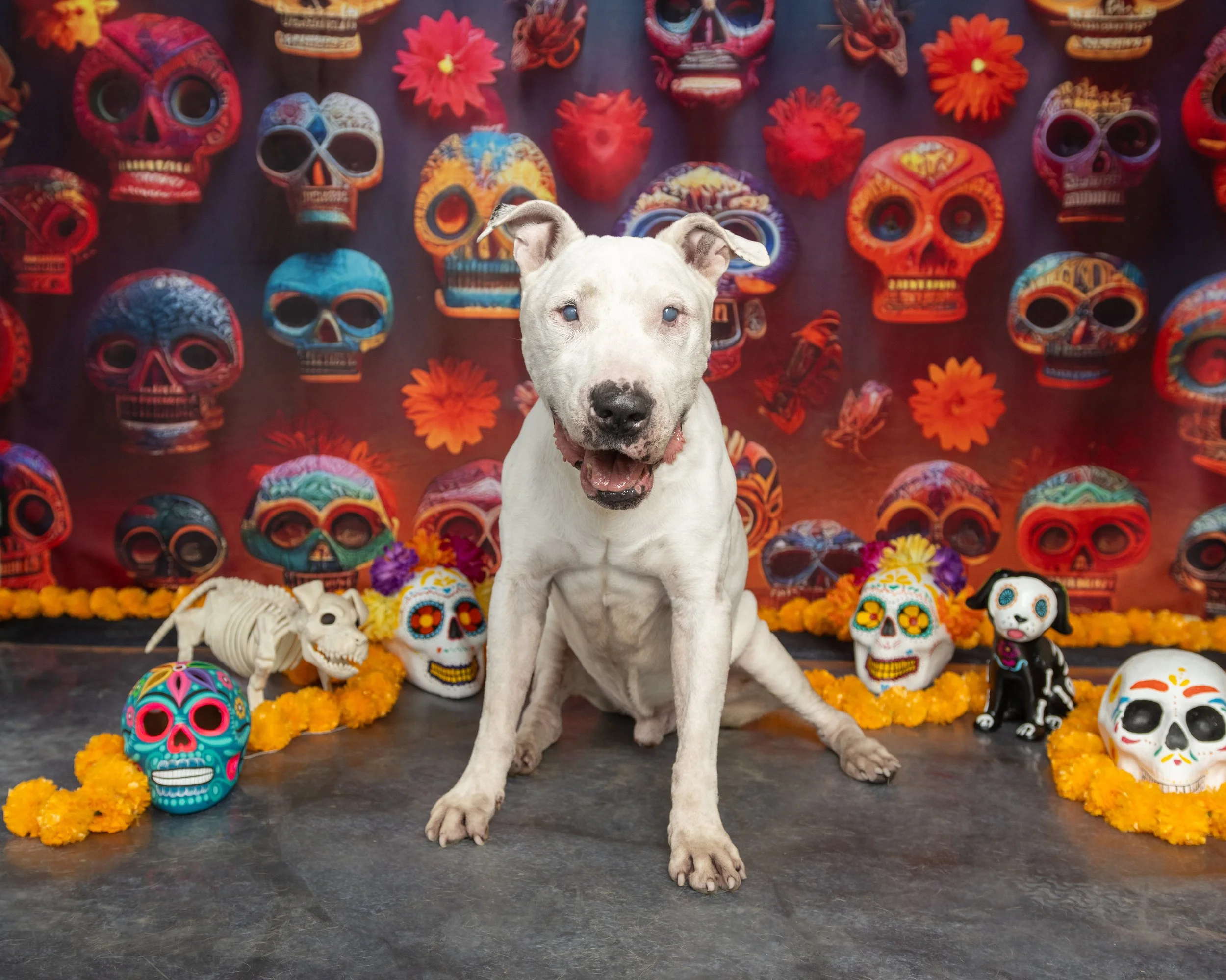 Adopta a Nemo, macho, 5 años (11.10.2024)