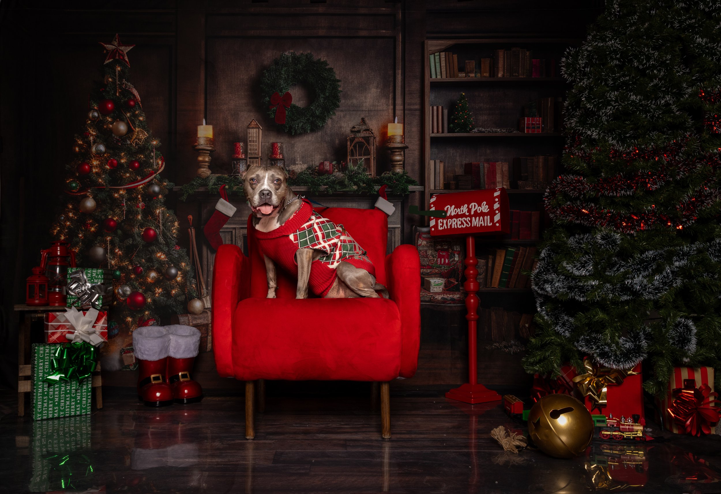 Fotos Navideñas - Mascotas 2023