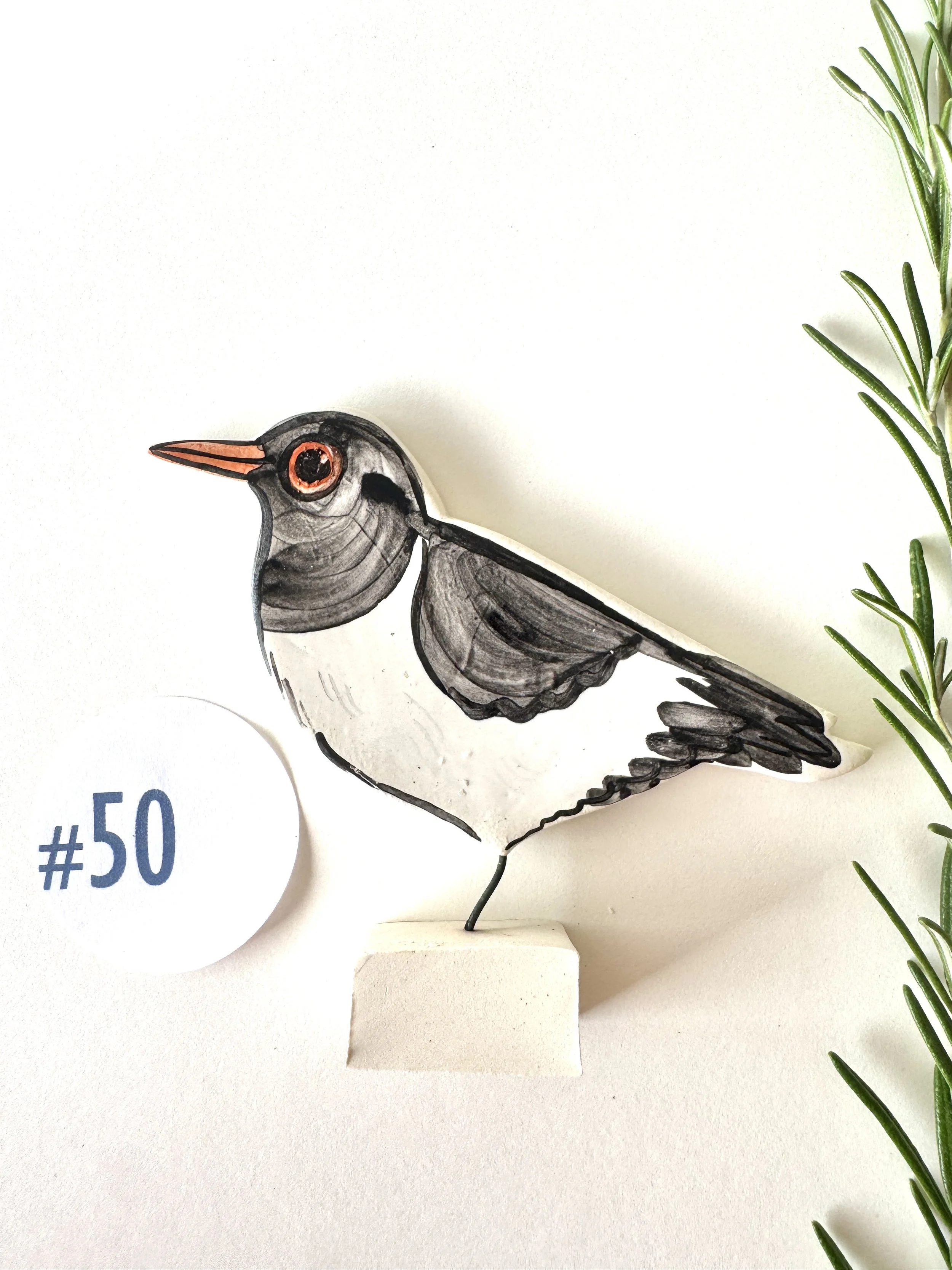 #50 Oystercatcher