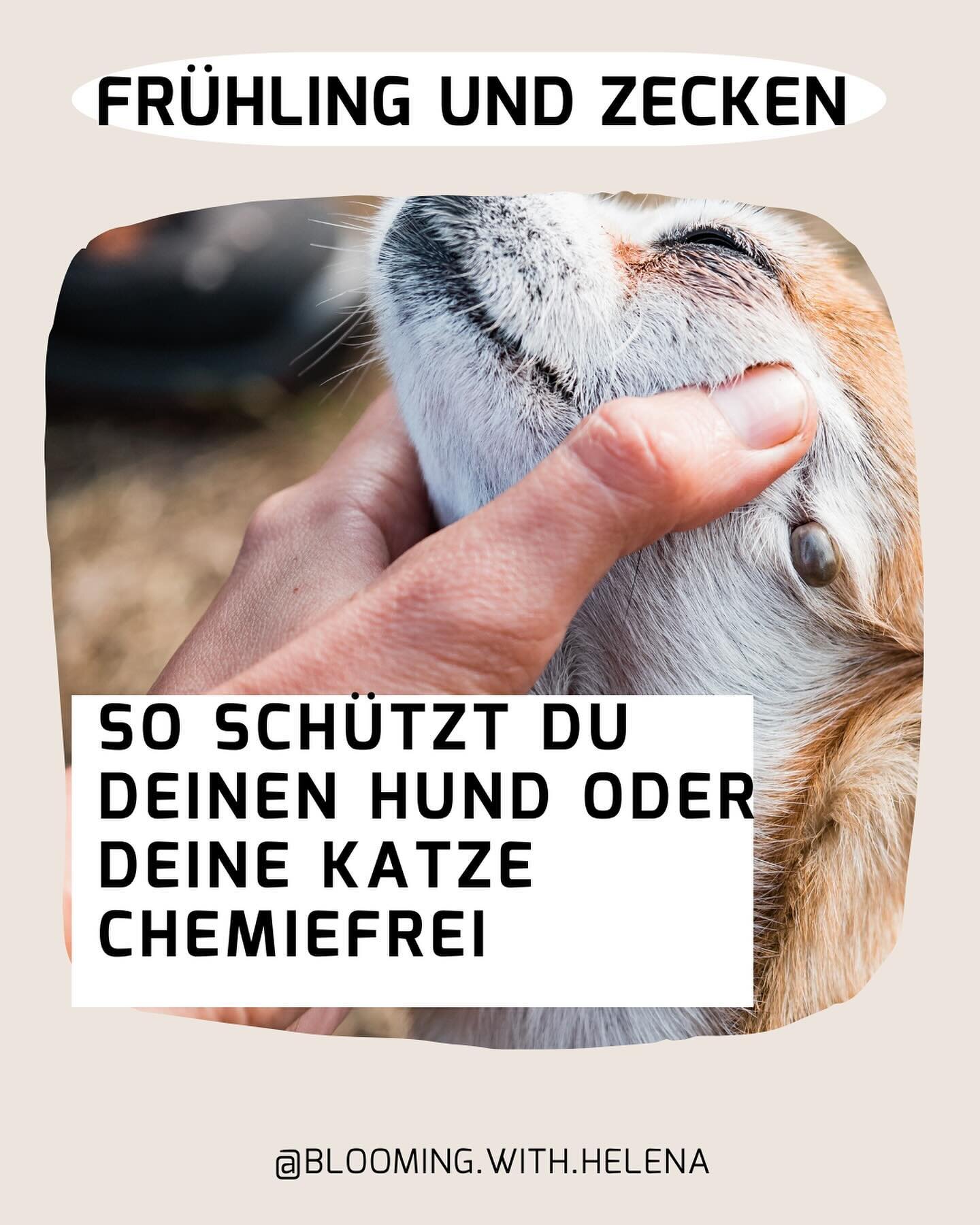 🪲Bew&auml;hrte nat&uuml;rliche Zeckenschutz-Produkte f&uuml;r deinen Hund und deine Freig&auml;ngerkatze
➡️Wische dich durch und erfahre mehr &uuml;ber chemiefreie Varianten (auch DIY)
💾Speichere den Post, falls dein Tier keine handels&uuml;blichen