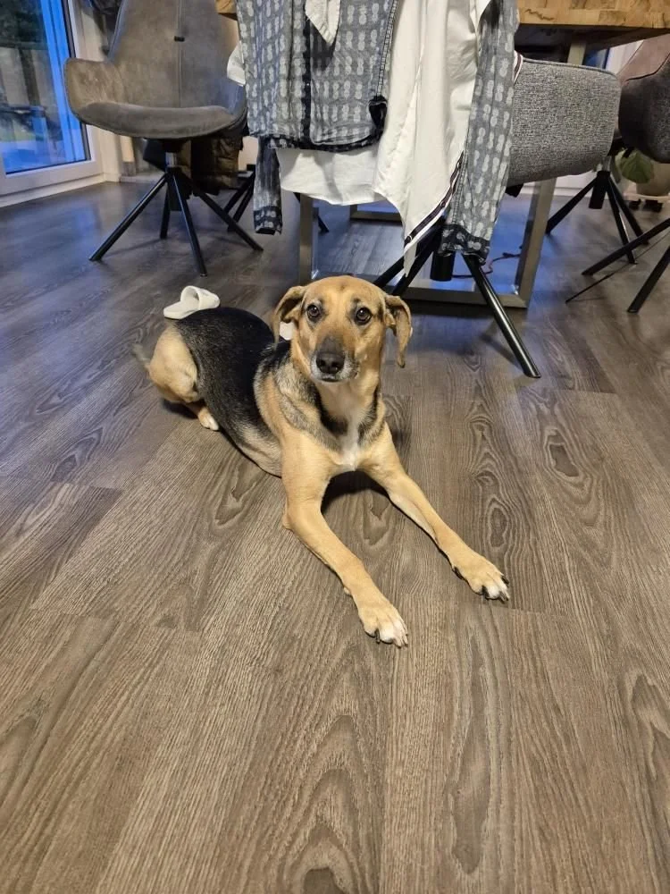 Mischlingshündin Paula_6 J.jpeg