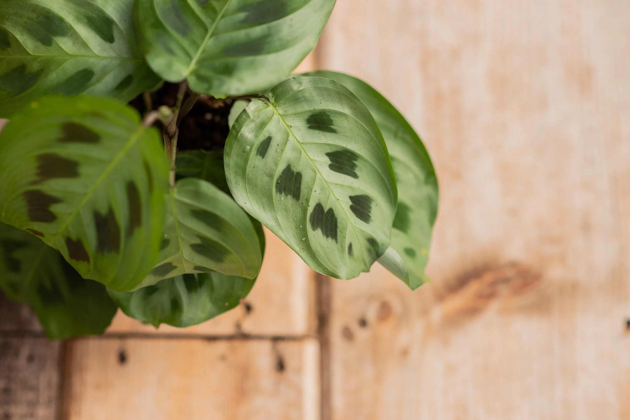 Prayer Plant-Maranta Leuconeura (4" Pot)  Sow N Grow Greenhouse LLC