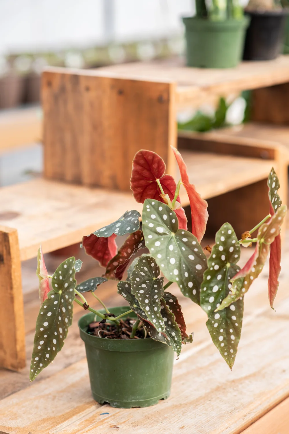 Begonia Maculata (6" Pot)  Sow N Grow Greenhouse LLC