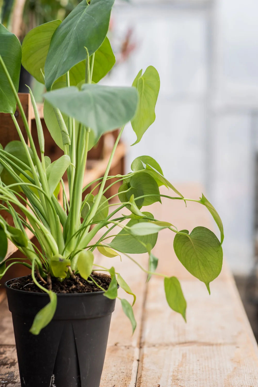 buy philodendron selloum Philodendron Selloum for Sale