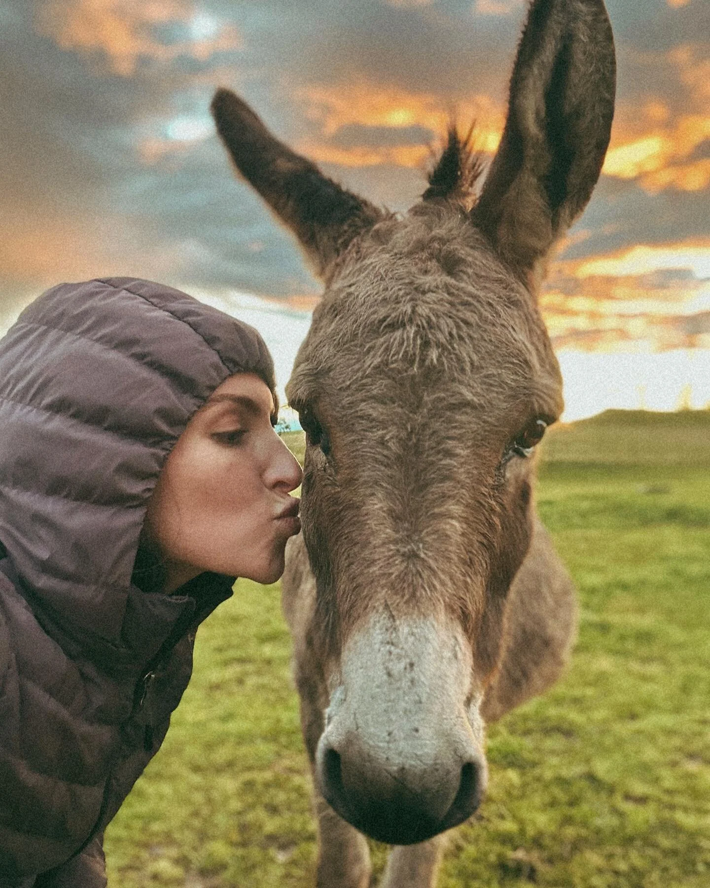 Donks just know things.  #oldsoul
#minidonkeylove #donklife #minituredonkey #hobbyfarm #godscountry