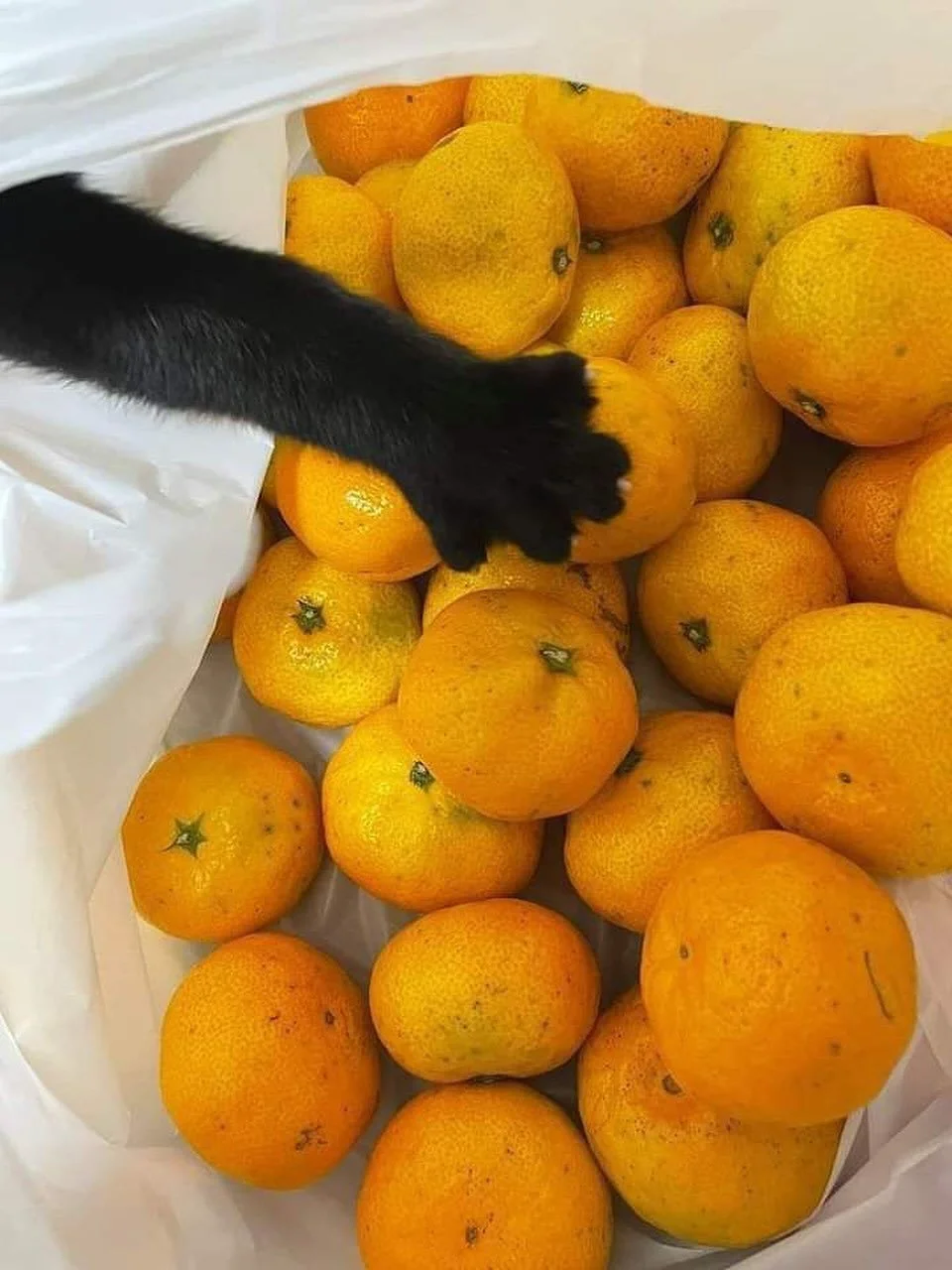 Wishing all you black cats, sexy ghouls, &amp; vampires a very Happy Halloween!!! 💀🐈&zwj;⬛👻
.
.
.
#AllHallowsEve #Halloween #BlackCat #OrengeDurham #DurhamNC