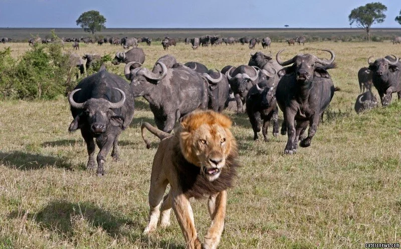 lion1.jpg