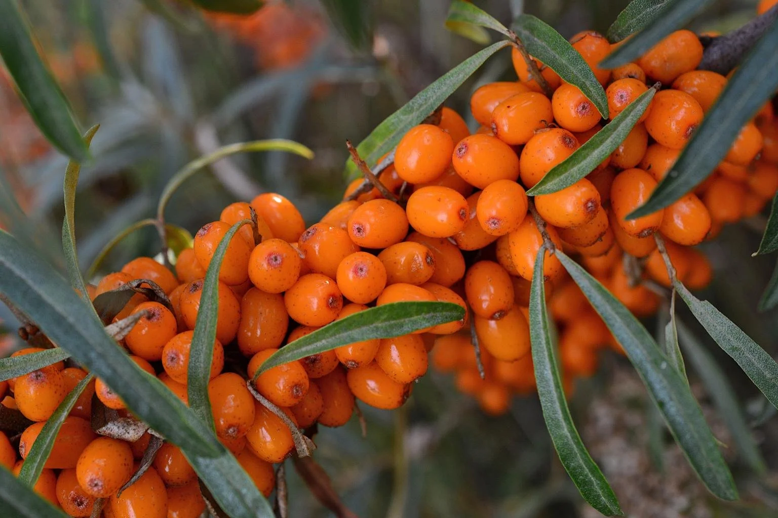 Why Sea Buckthorn Is One of My Favorite Ingredients in Skincare