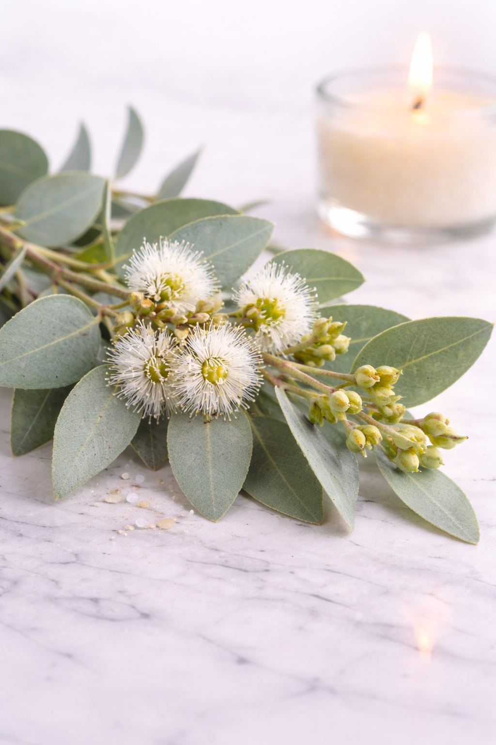 Eucalyptus blossoms on marble surface.png