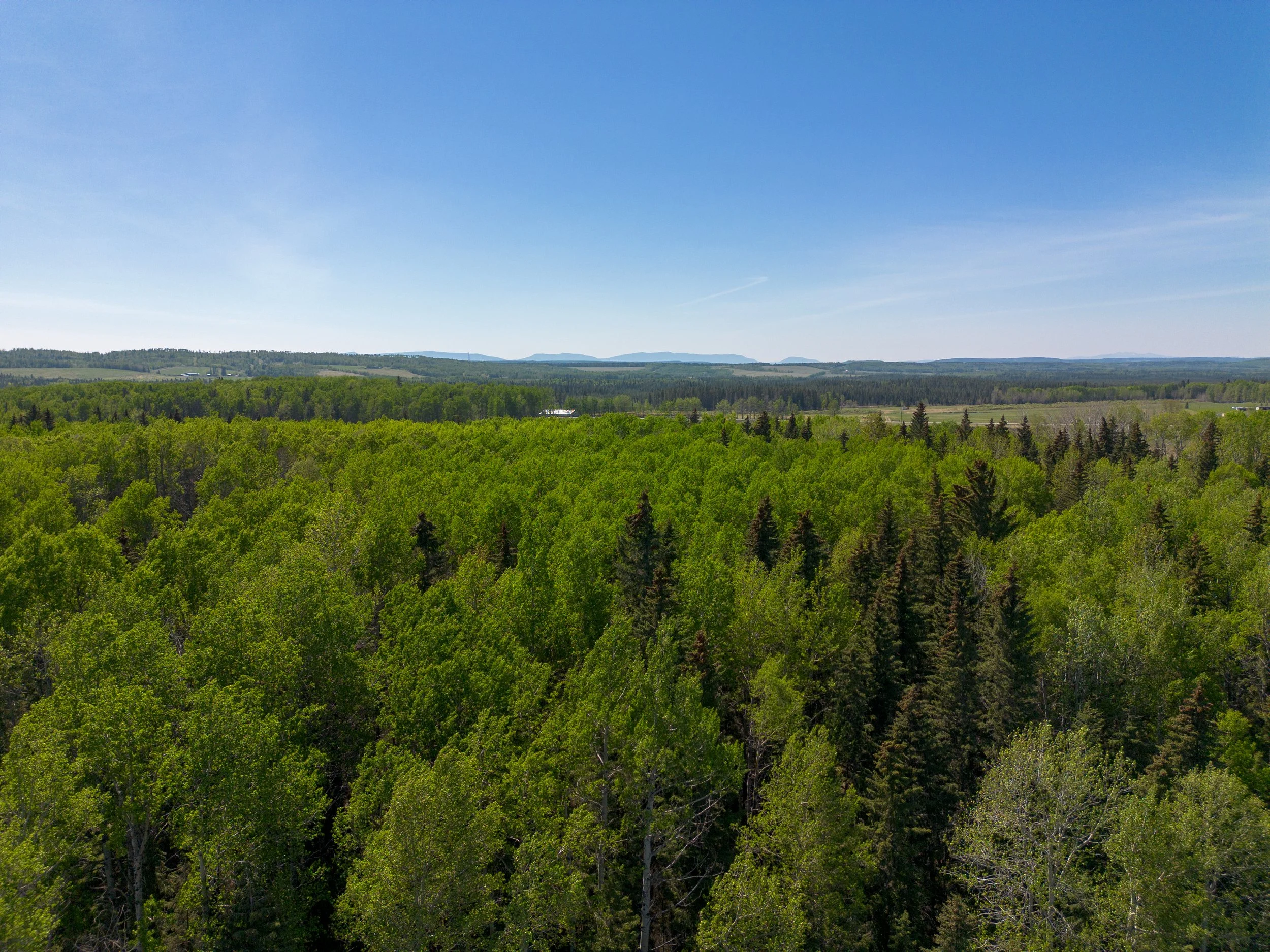 image above the trees facing the mountains on a blue day