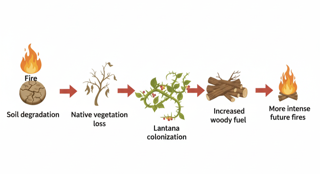 The Fire-Lantana Feedback Loop