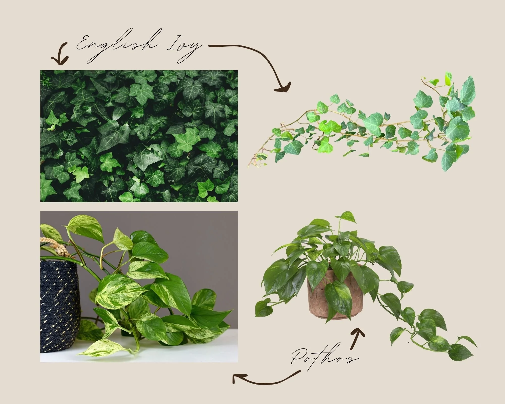 An infographic showing two different types of ivy plants, English Ivy at the top and Pothos at the bottom. The English Ivy has small, dark green, variegated leaves and is shown as a vine extending to the right. The Pothos has larger, heart-shaped, va