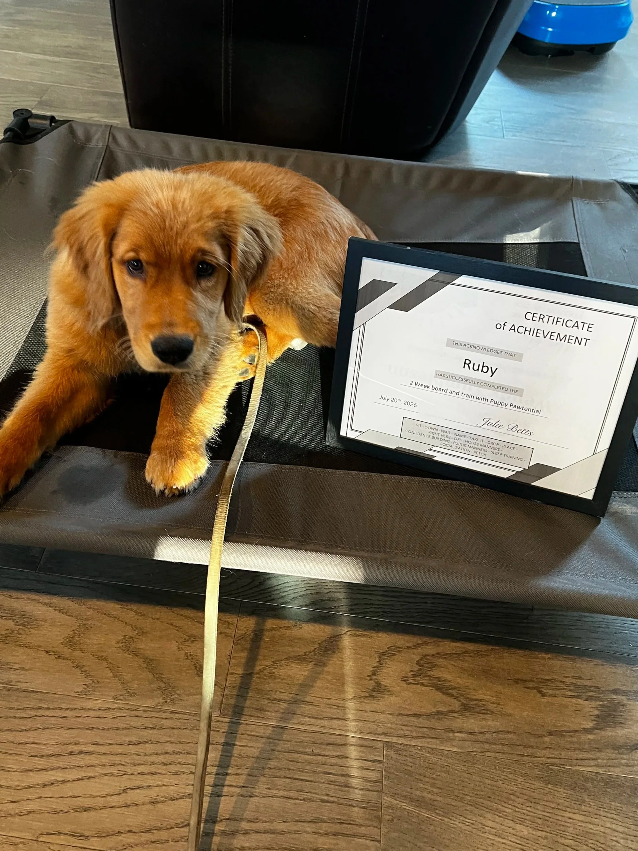 A golden retriever puppy lying on a brown open crate with a certificate of achievement nearby, on a wooden floor.
