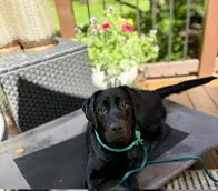 Black puppy with a blue collar sitting on a table outdoors on a patio, with a metal chair, flowers, and a garden in the background.