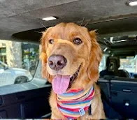 A happy dog with a striped bandana inside a vehicle.