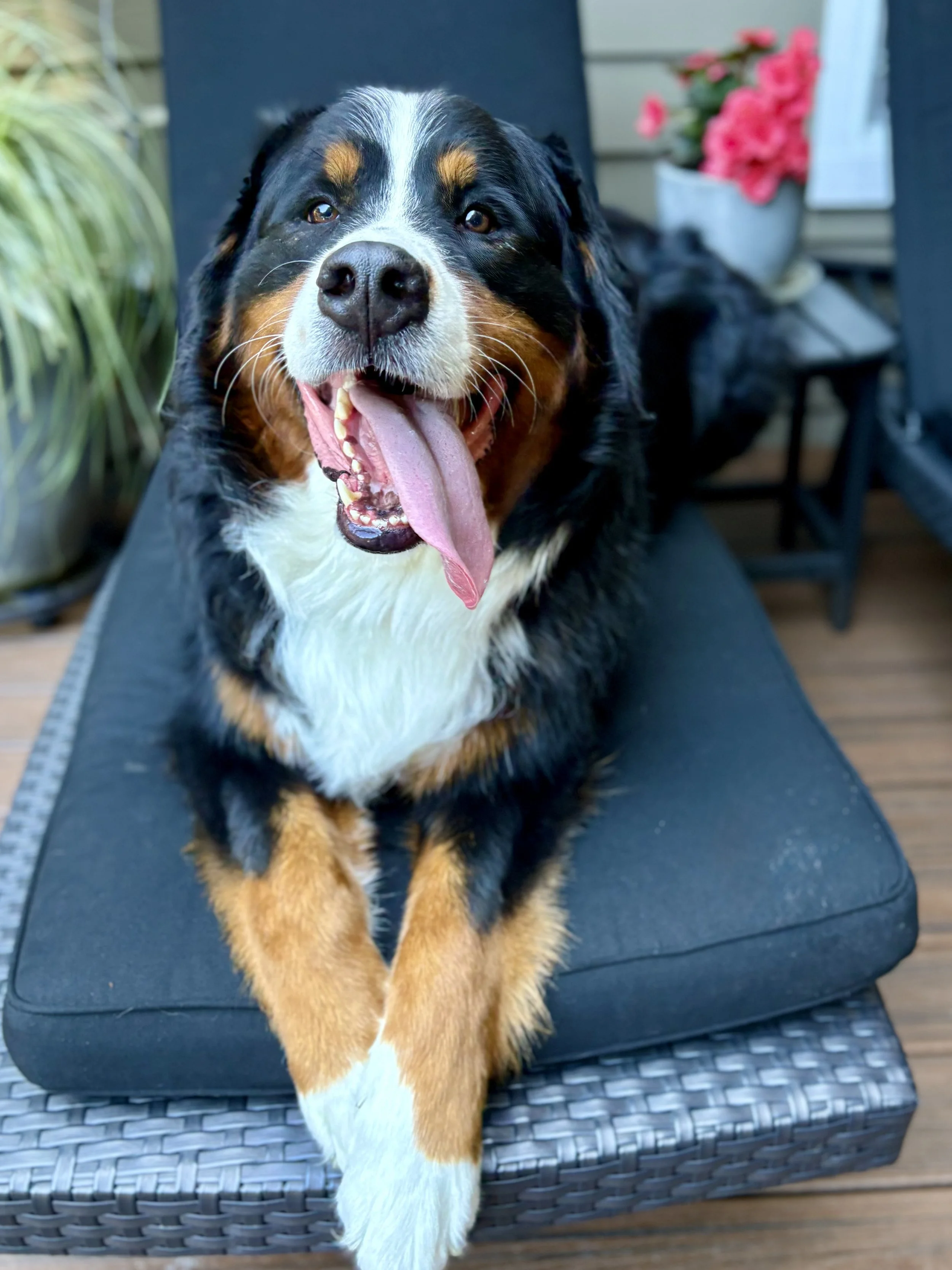 A Bernese Mountain Dog sitting on a black cushion, panting with its tongue out, on a patio with potted pink flowers and outdoor furniture.