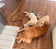 Two dogs, one smaller and light-colored, the other larger and golden, lying on a wooden floor next to a white rug.