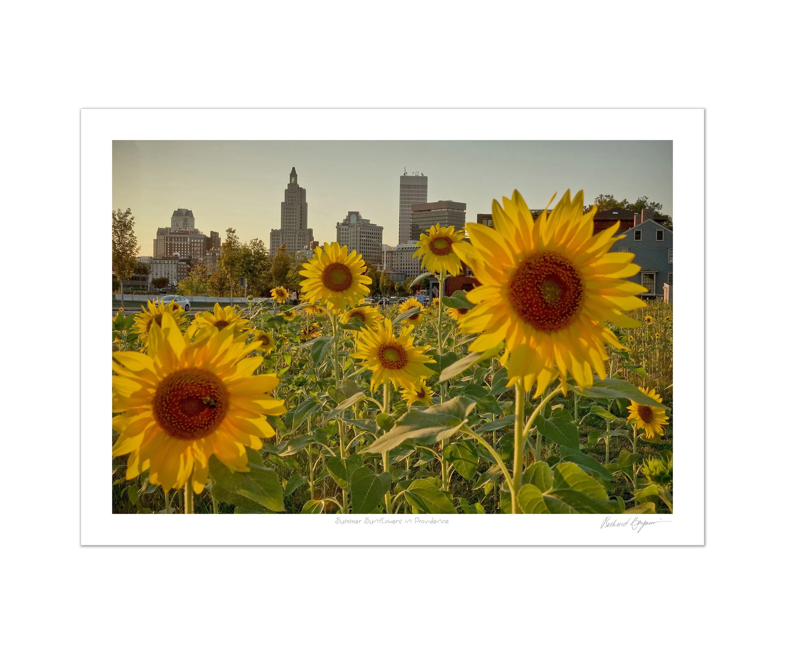 Richard Benjamin, "Summer Sunflowers in Providence"