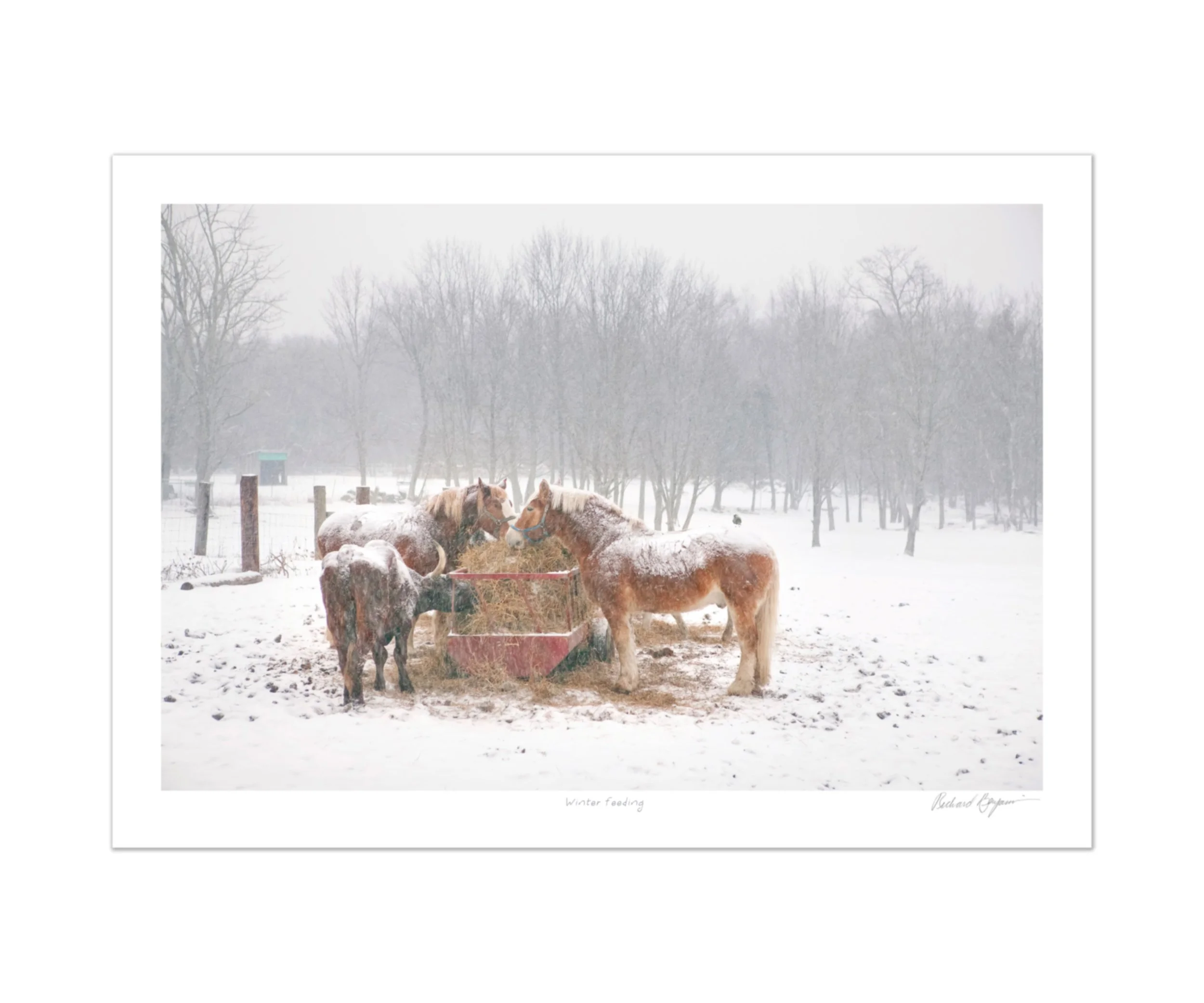 Richard Benjamin, "Winter Feeding"