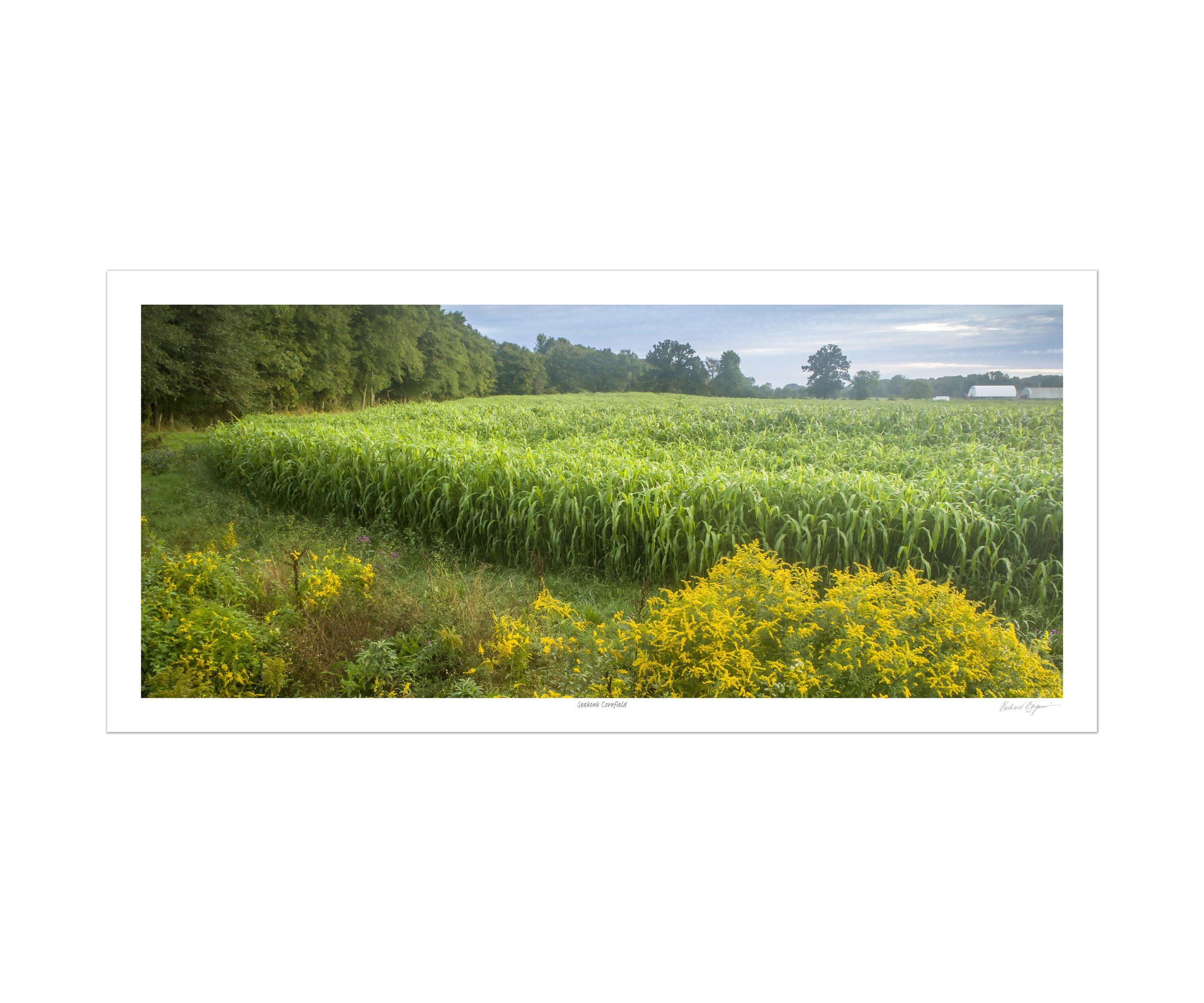 DJI-0820 Seekonk corn field A.jpg