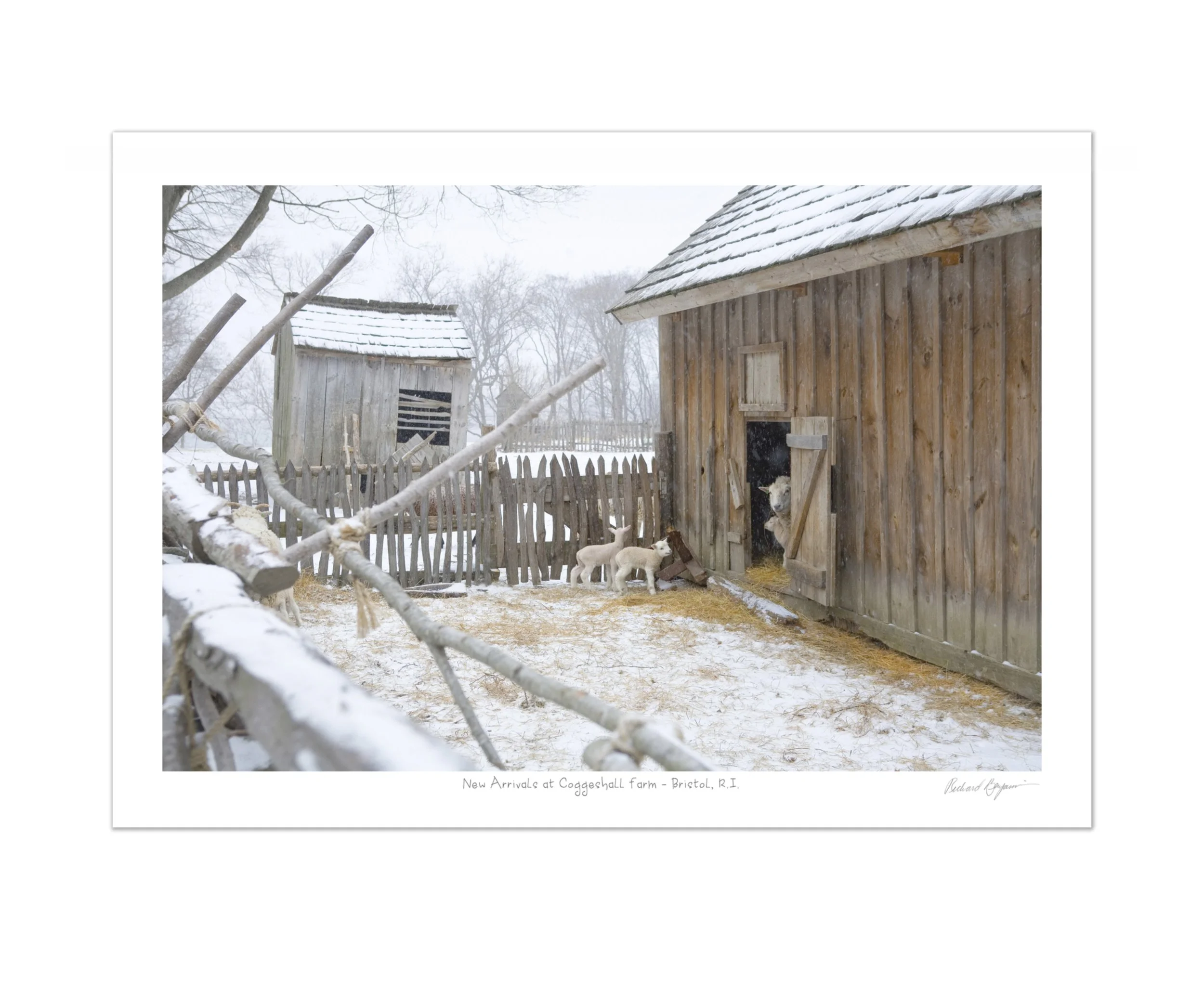 2T8245-Coggeshall-lambs.jpg