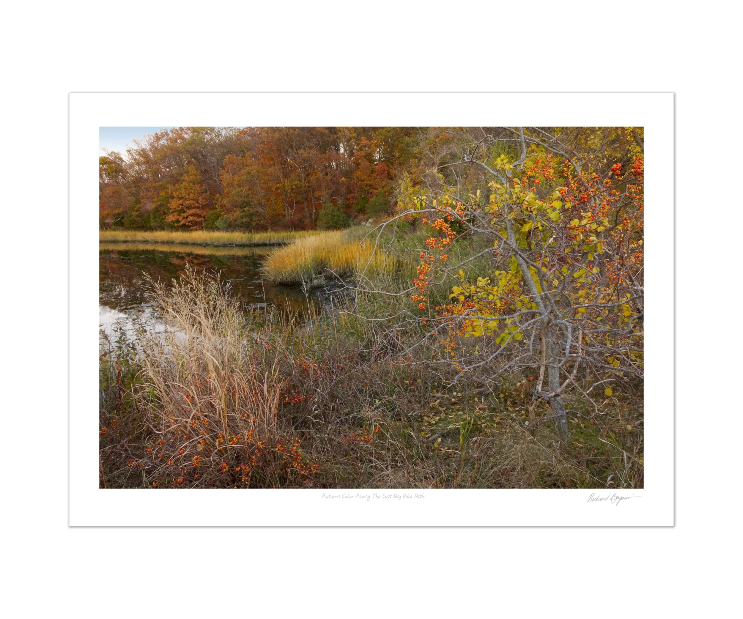 Richard Benjamin, "Autumn Color Along the East Bay Bike Path"