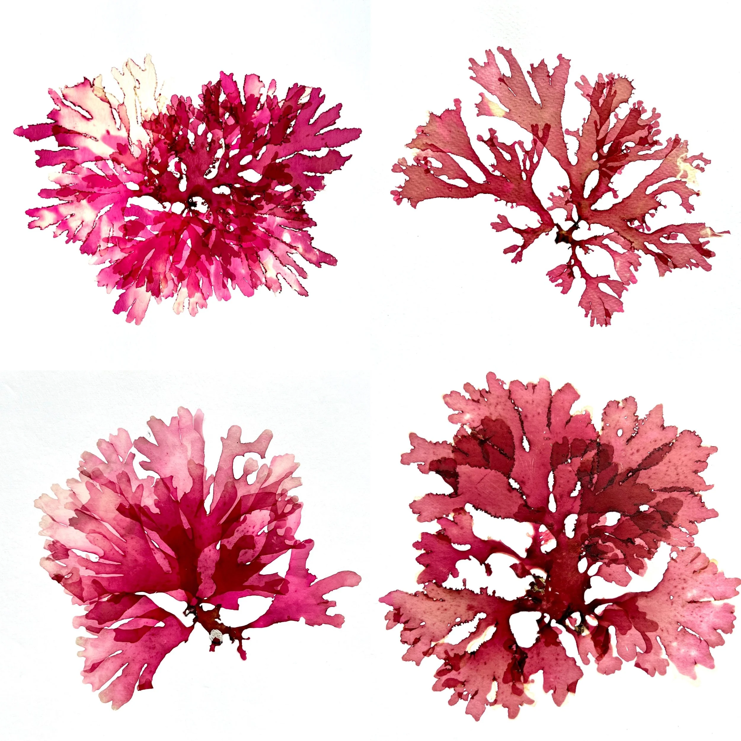 Seaweed Pressings