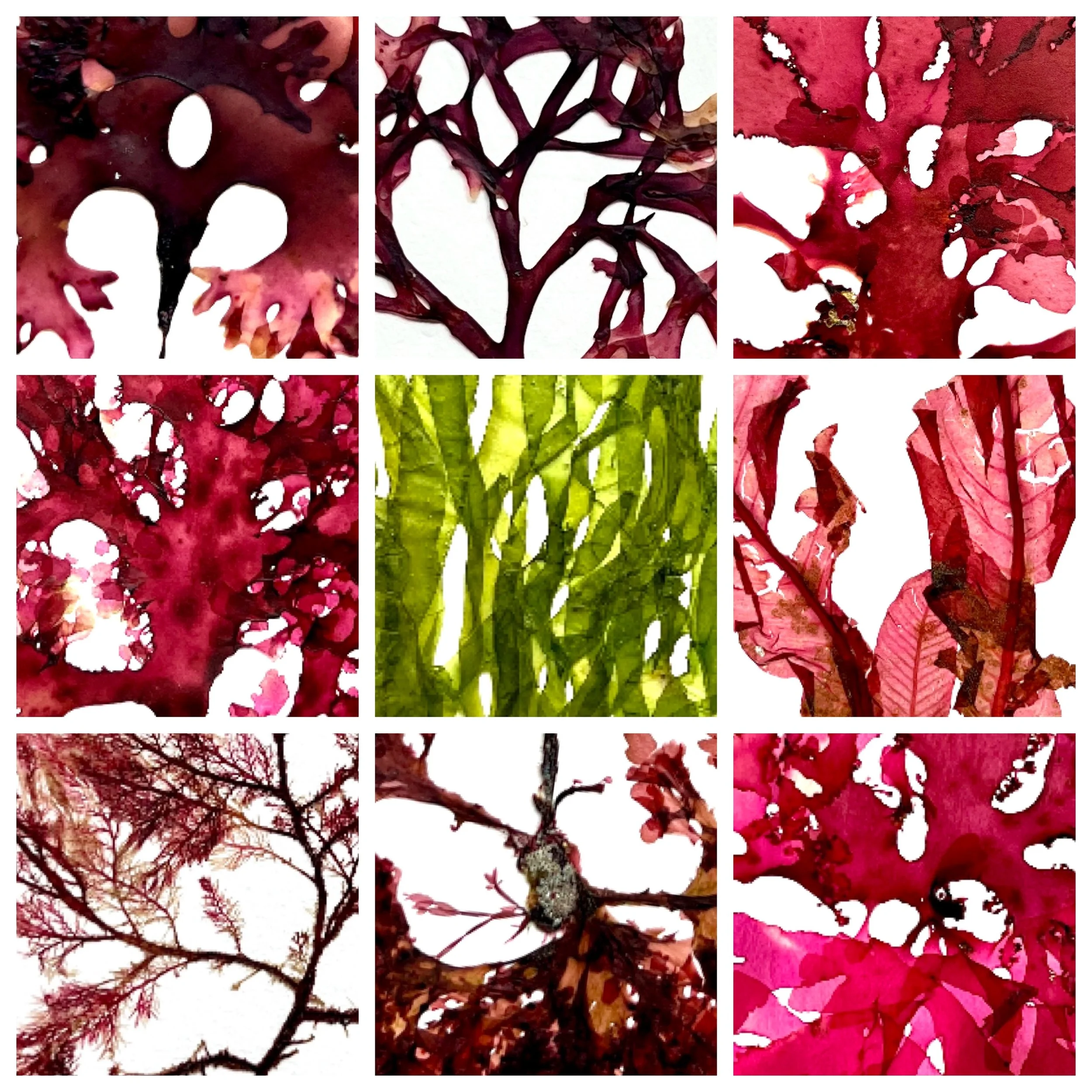 seaweed