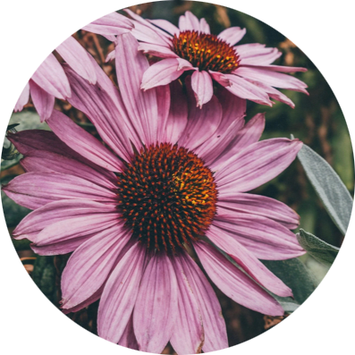 7 day hormone reset plan!