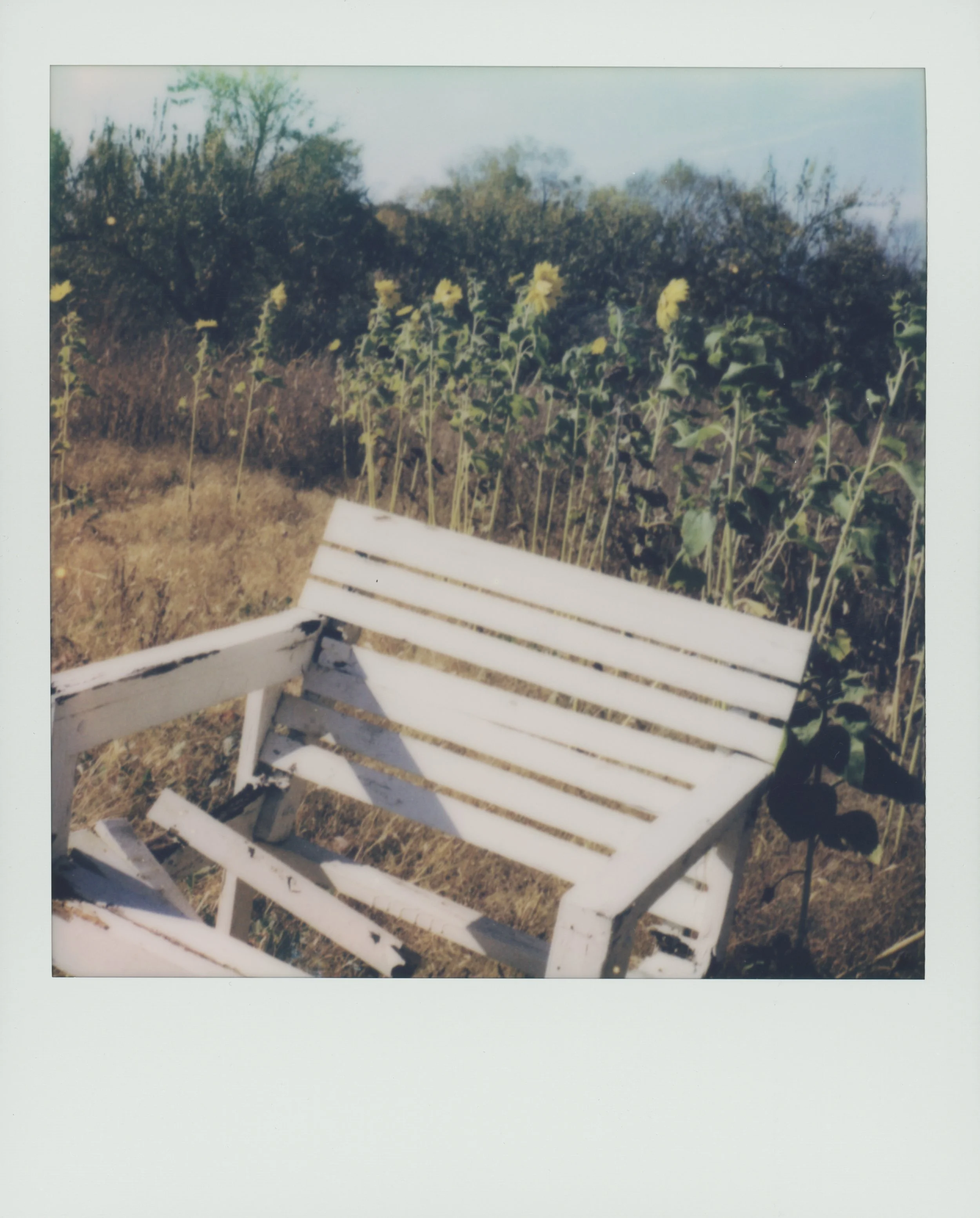 Sunflower Bench.jpg