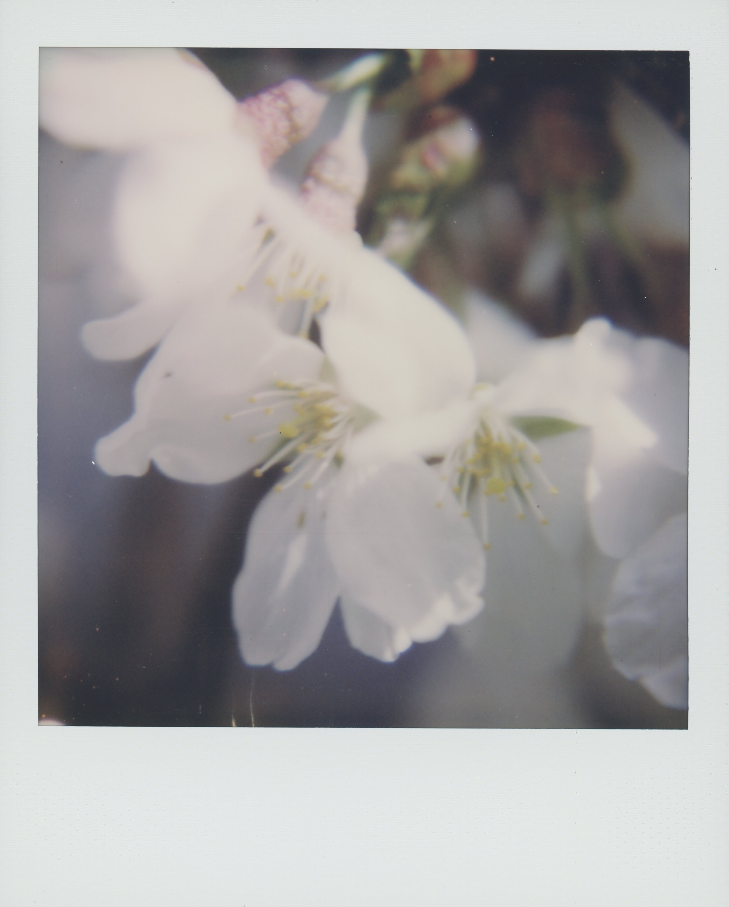 cherry 1 13.jpg