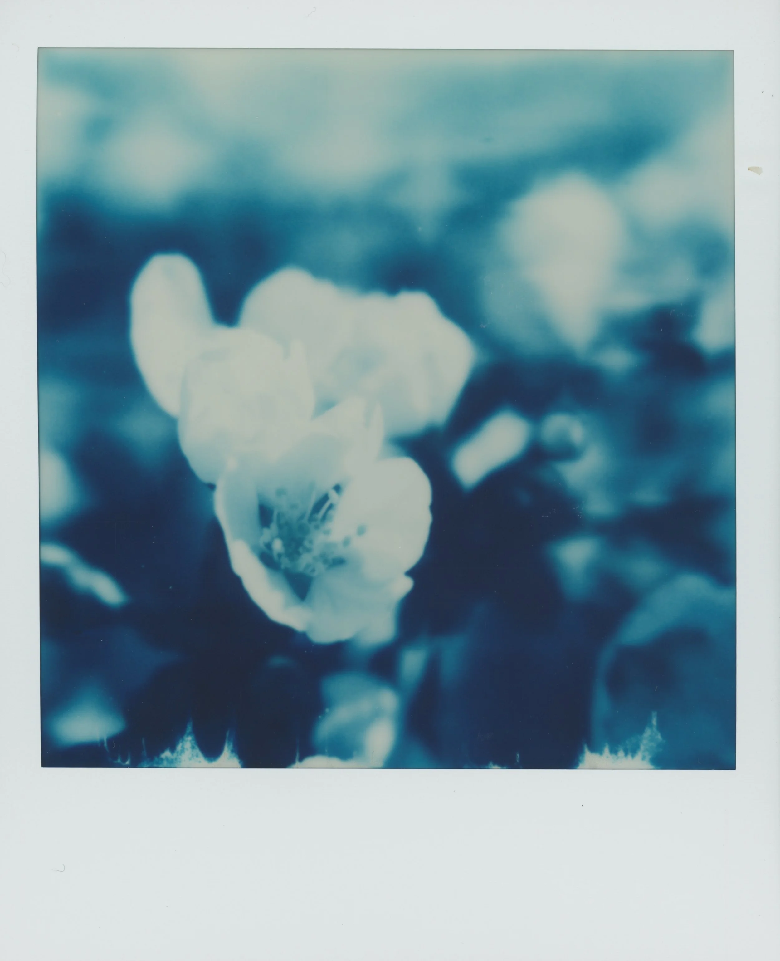 Blue flower 1.jpg