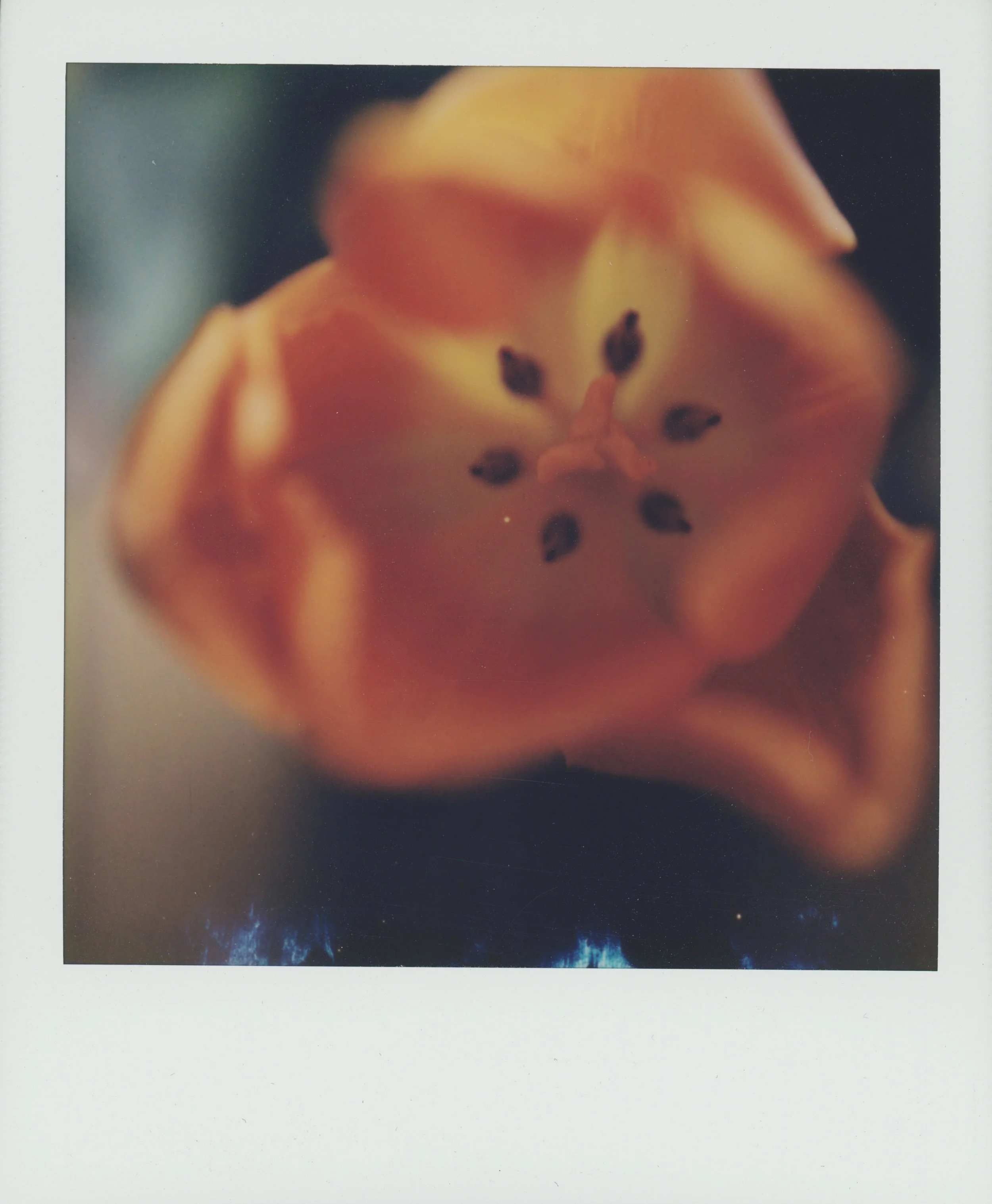 Tulip 2.jpg