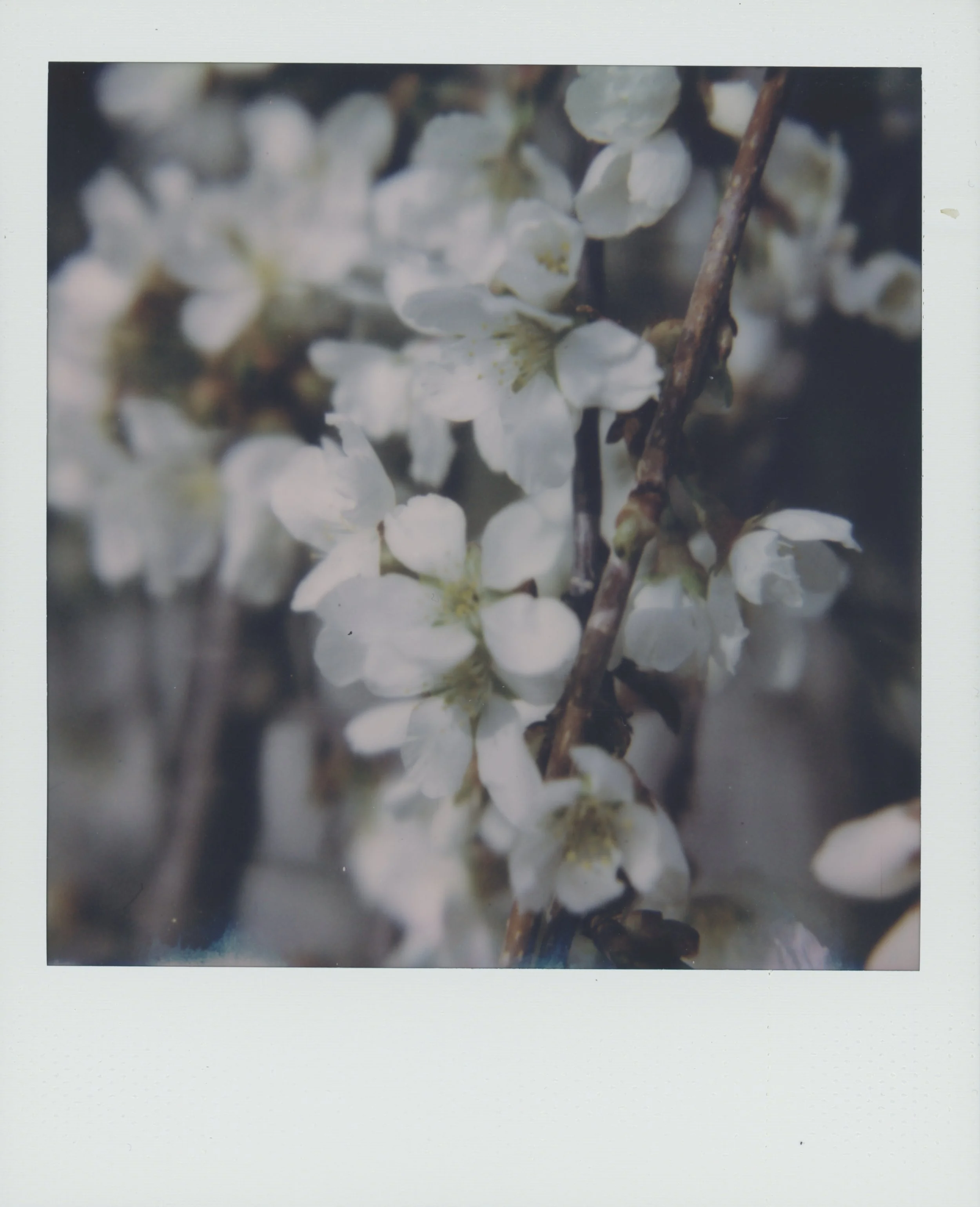 cherry 1 12.jpg