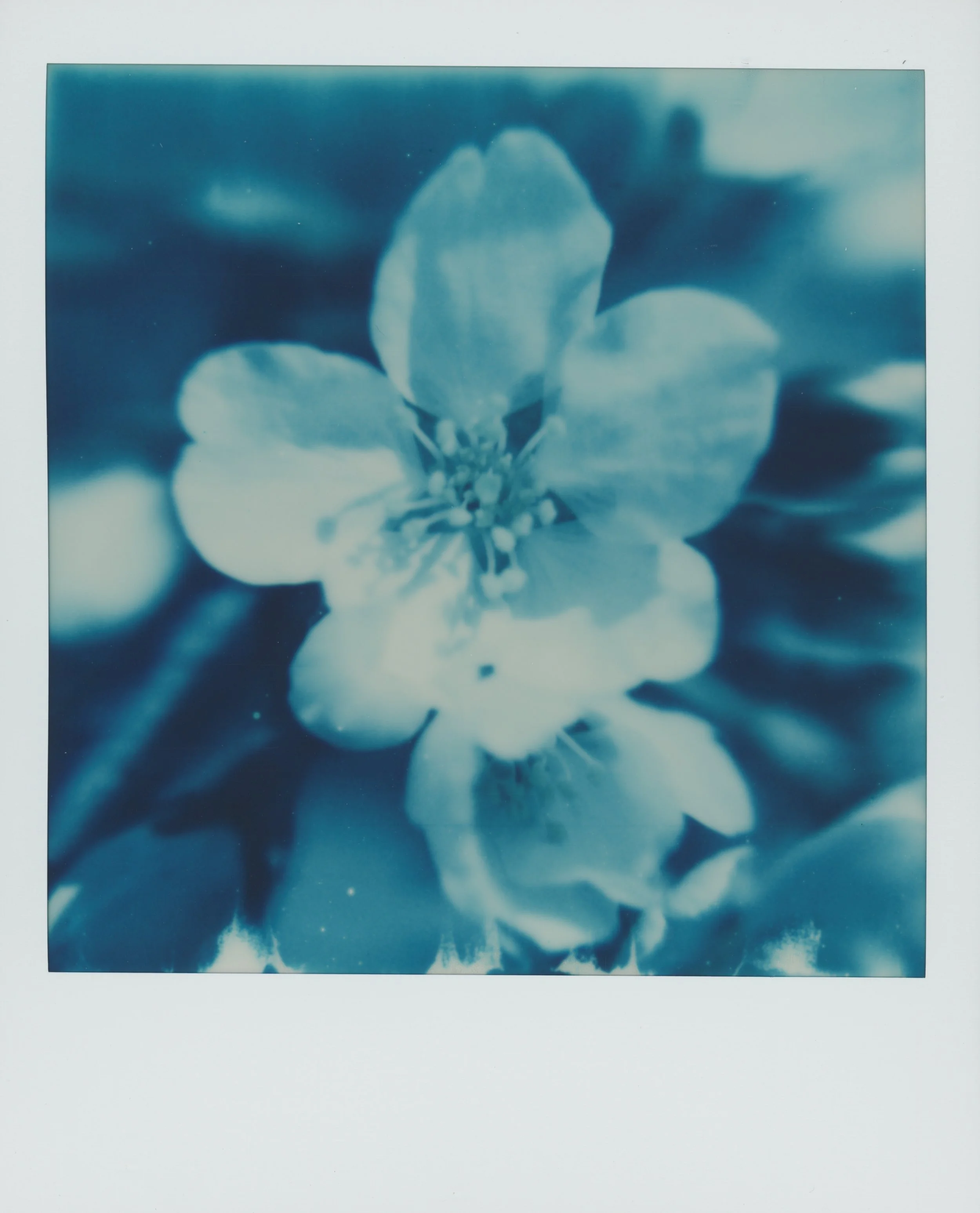 Blue flower 3.jpg
