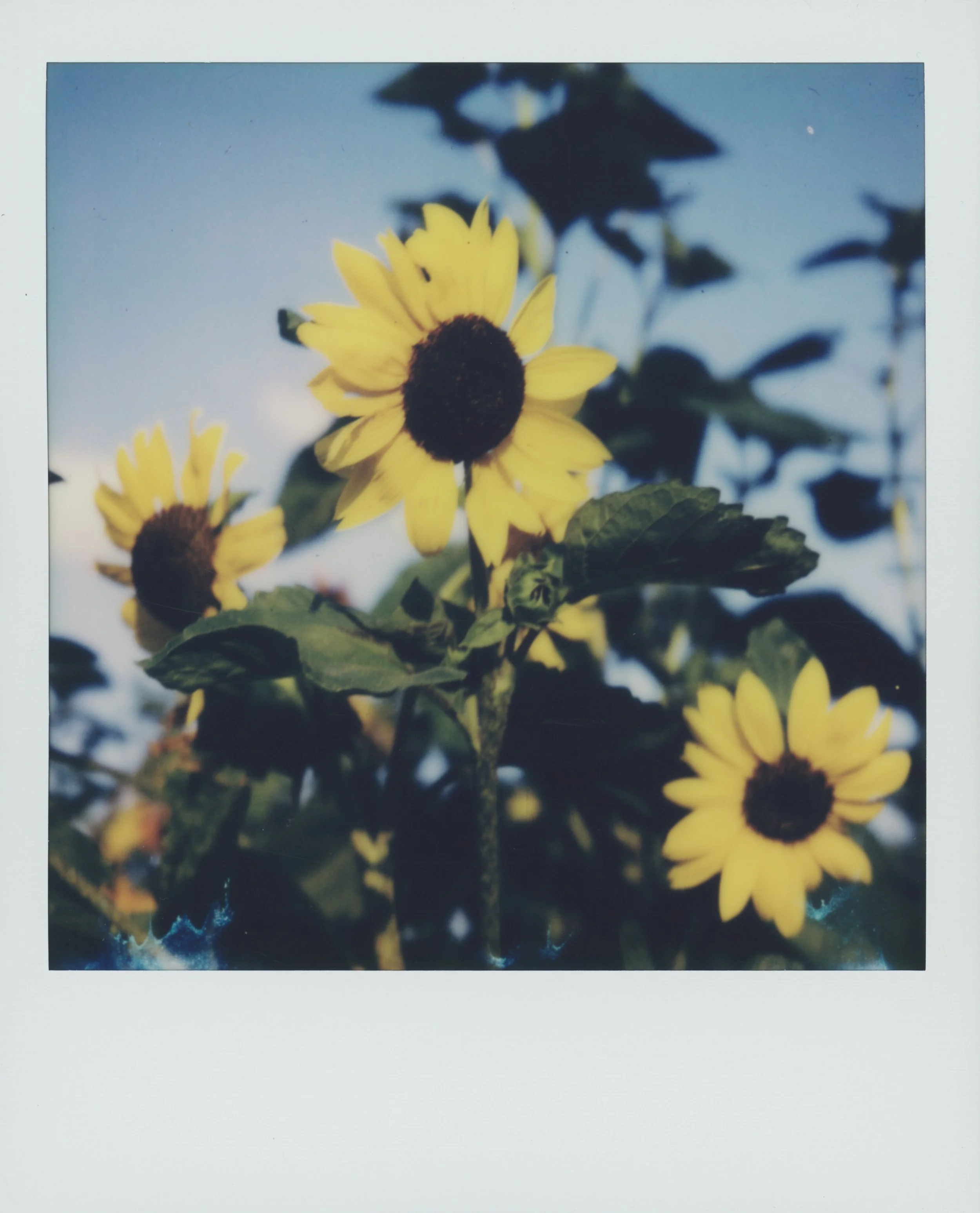 sunflower 1 2.jpg