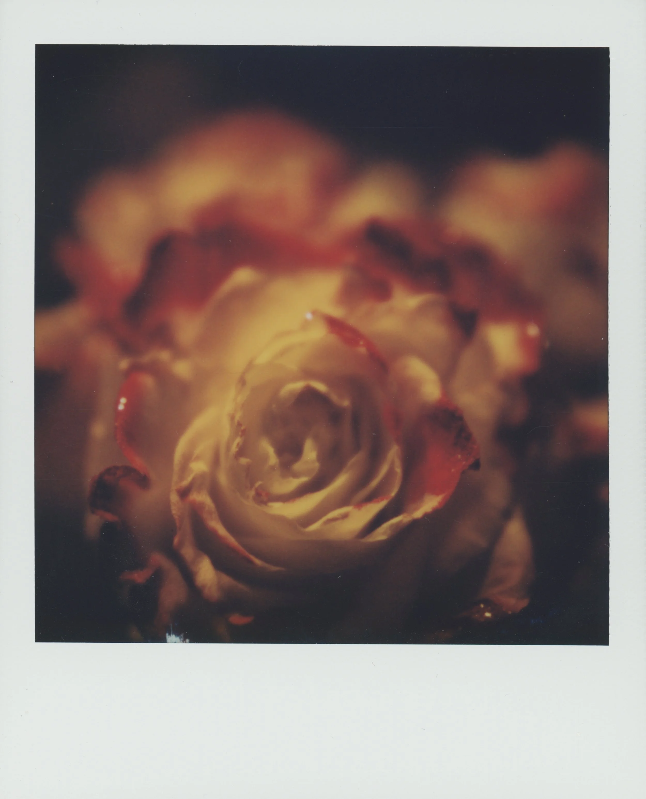 Flower 1.jpg