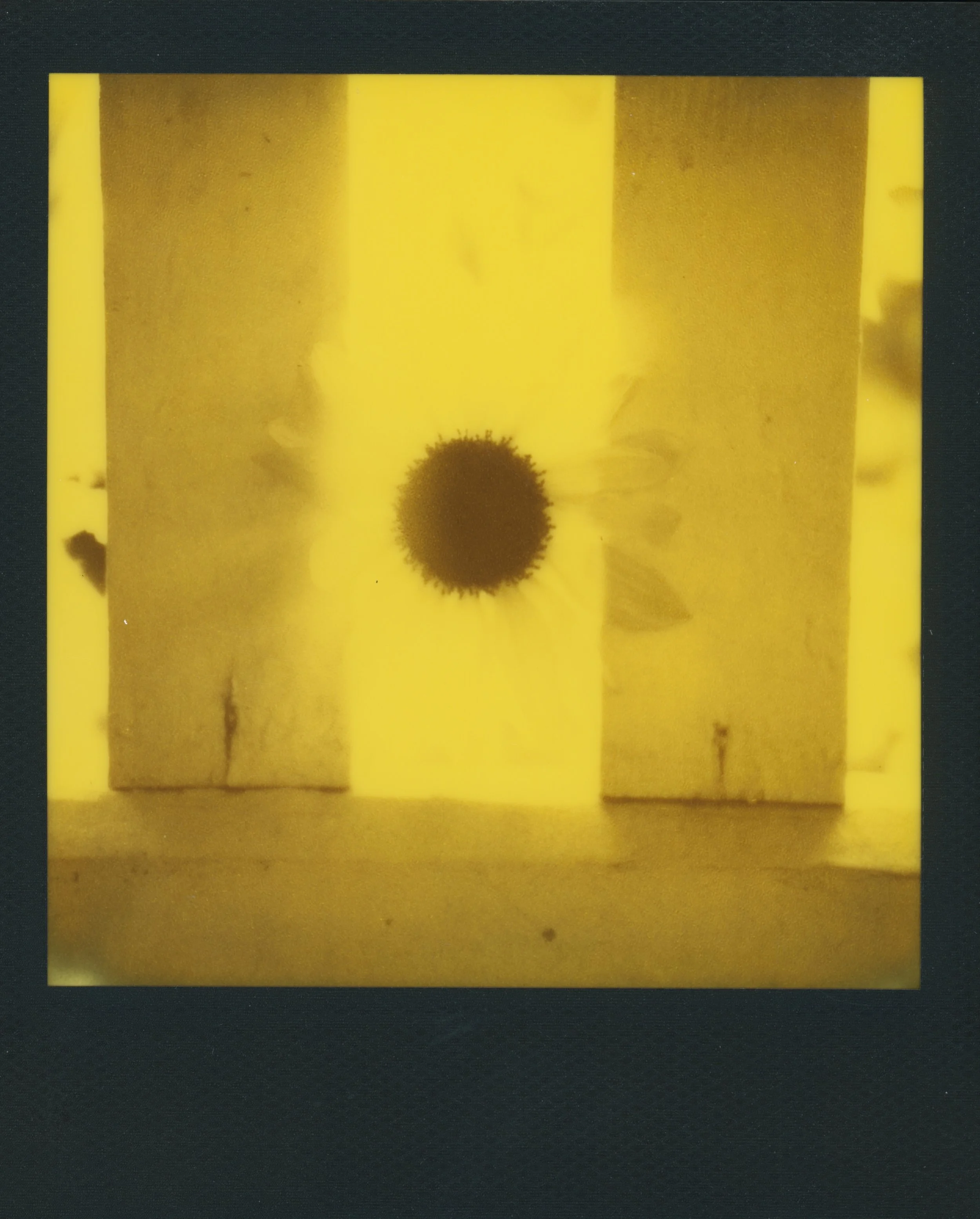 sunflower yellow 1 5.jpg